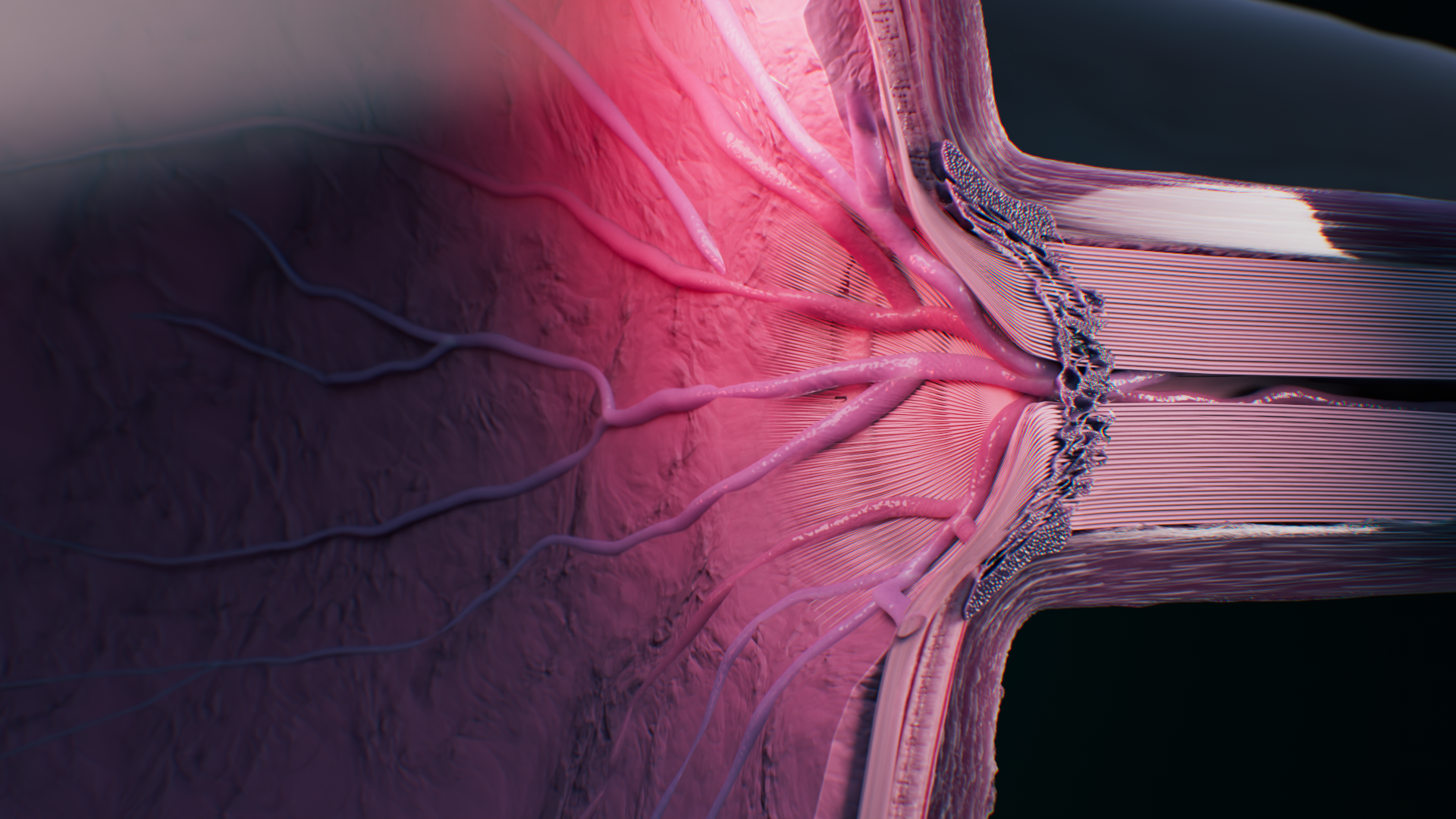 Santen Eyesite_Optic disc_Still.png
