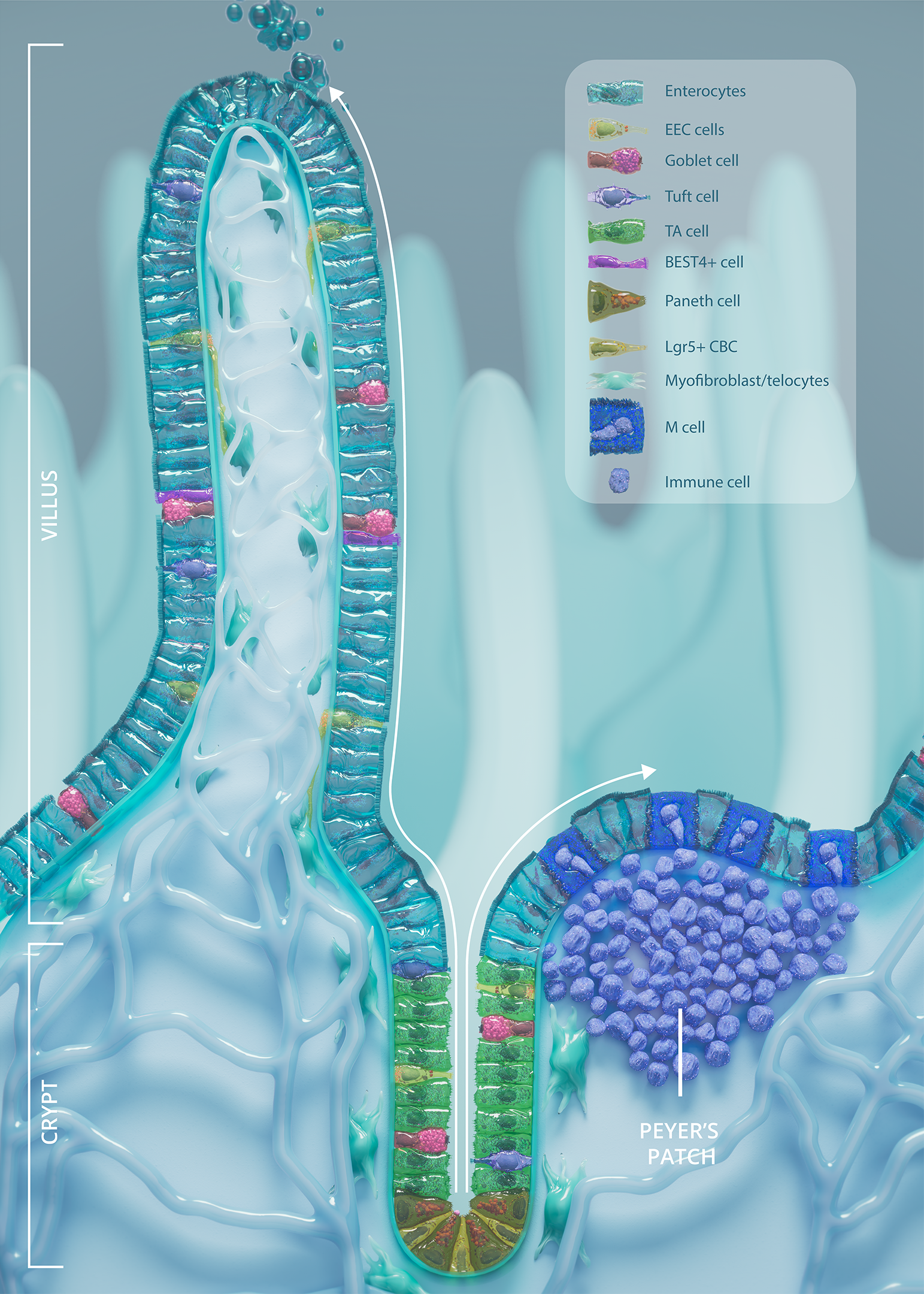 Figuur 1b_Darmlijn_final.png