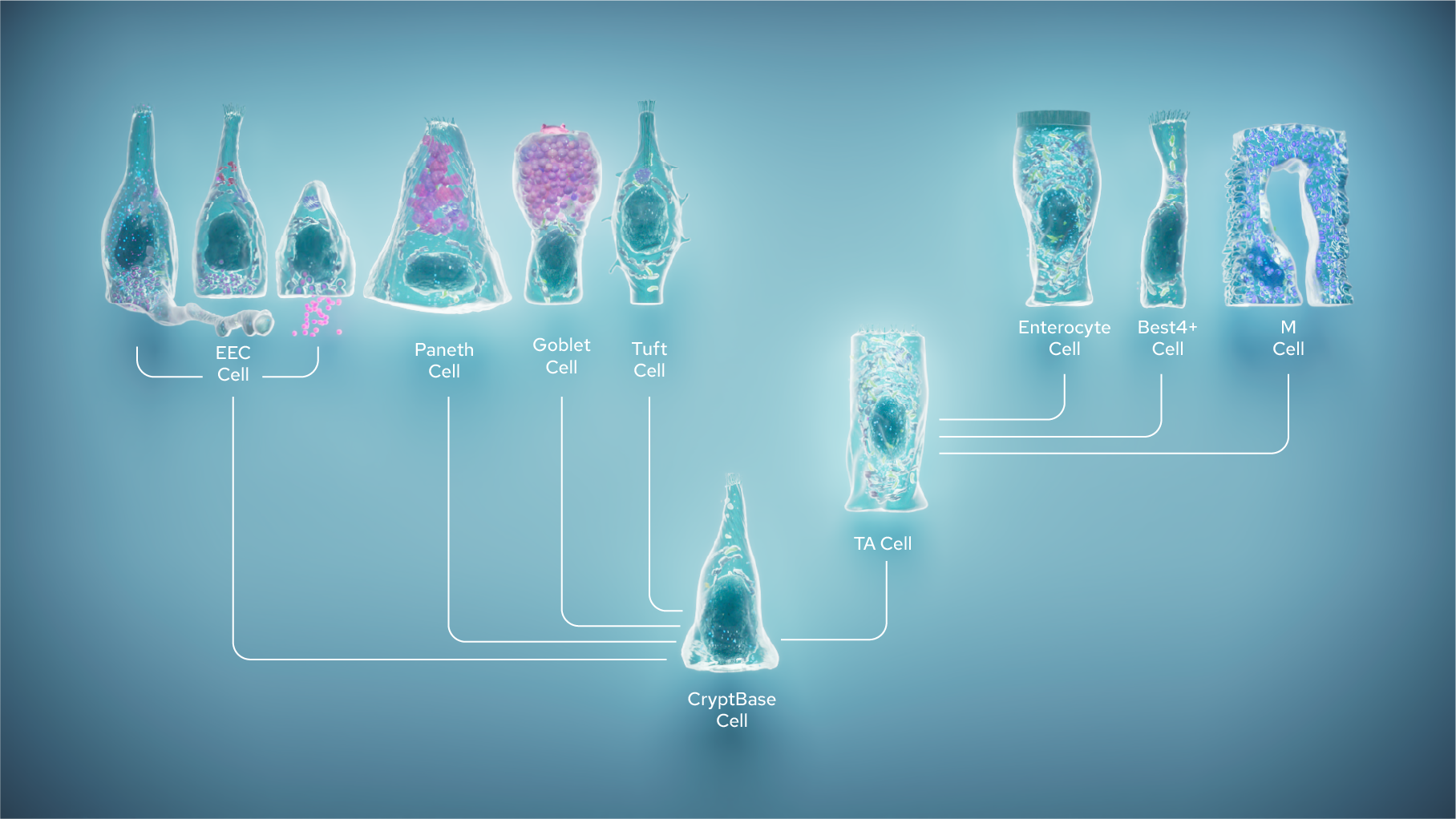 Hans_Clevers_Cell_Visual_Cell types.png