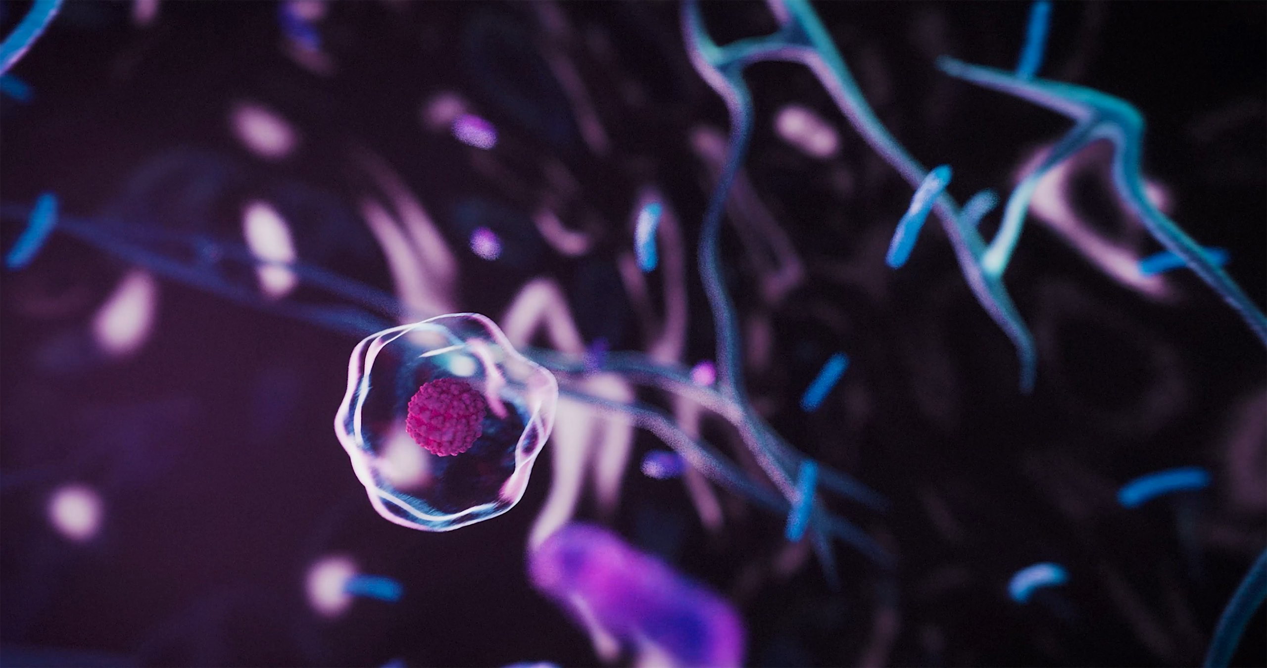 Human Blueprint 3D animation of intruding pathogen wrapped inside the plasma membrane of a phagocyte a specialised immune cell in our body.jpg