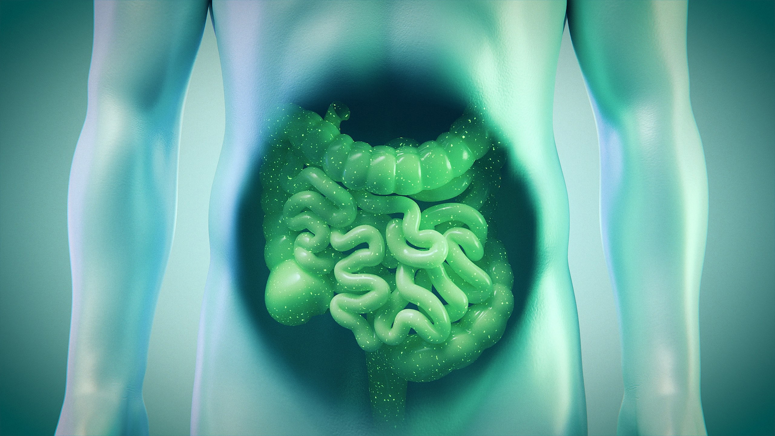 See-through body with intestines in green, taken from our 3D animation on cell culture technology for Hans Clevers and the Hubrecht Institute