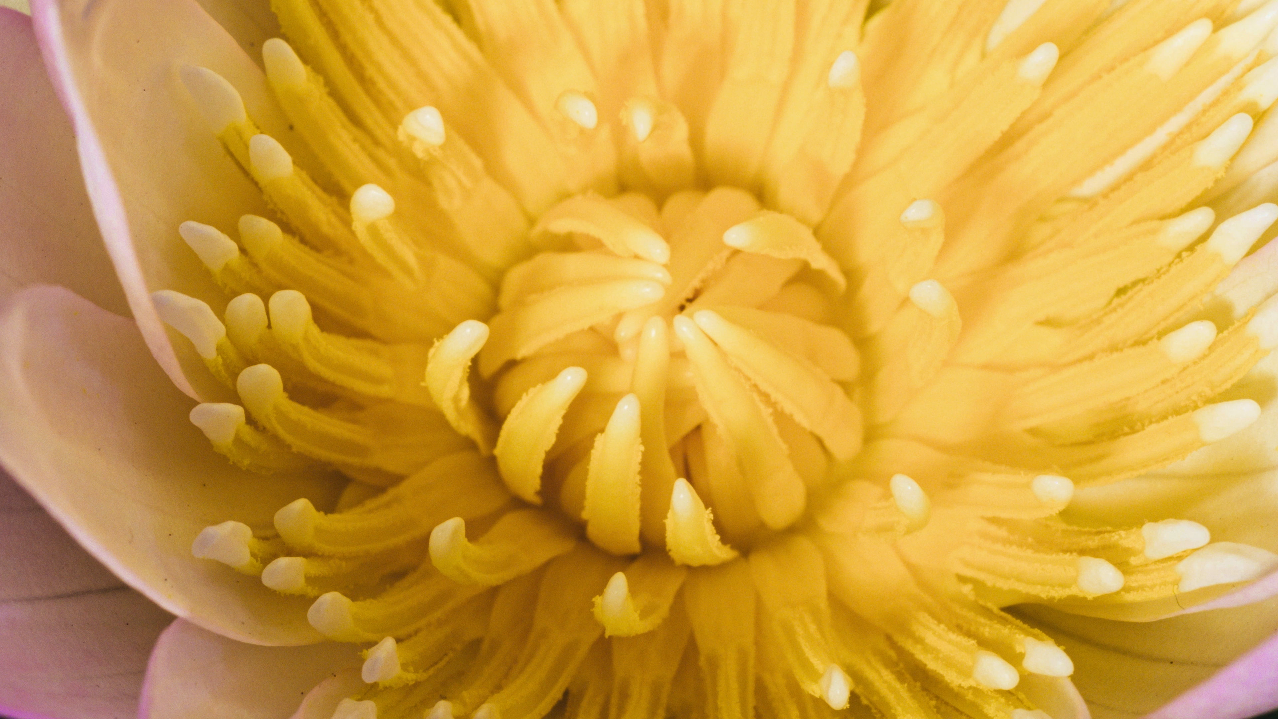 sustainable_cell_factories___fermelanta yellow flower