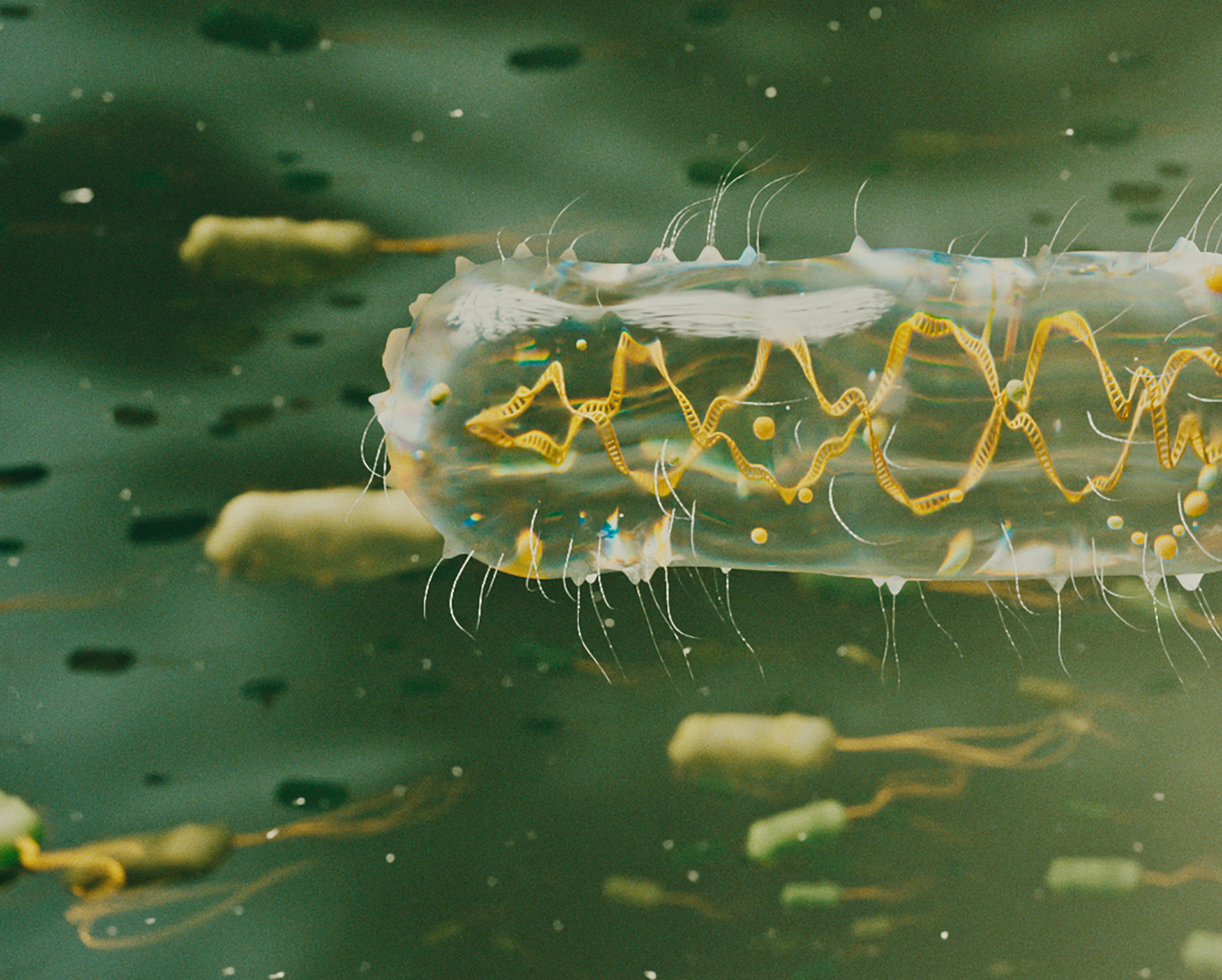 Fermelanta bacteria 3d animation turning transparant glucose