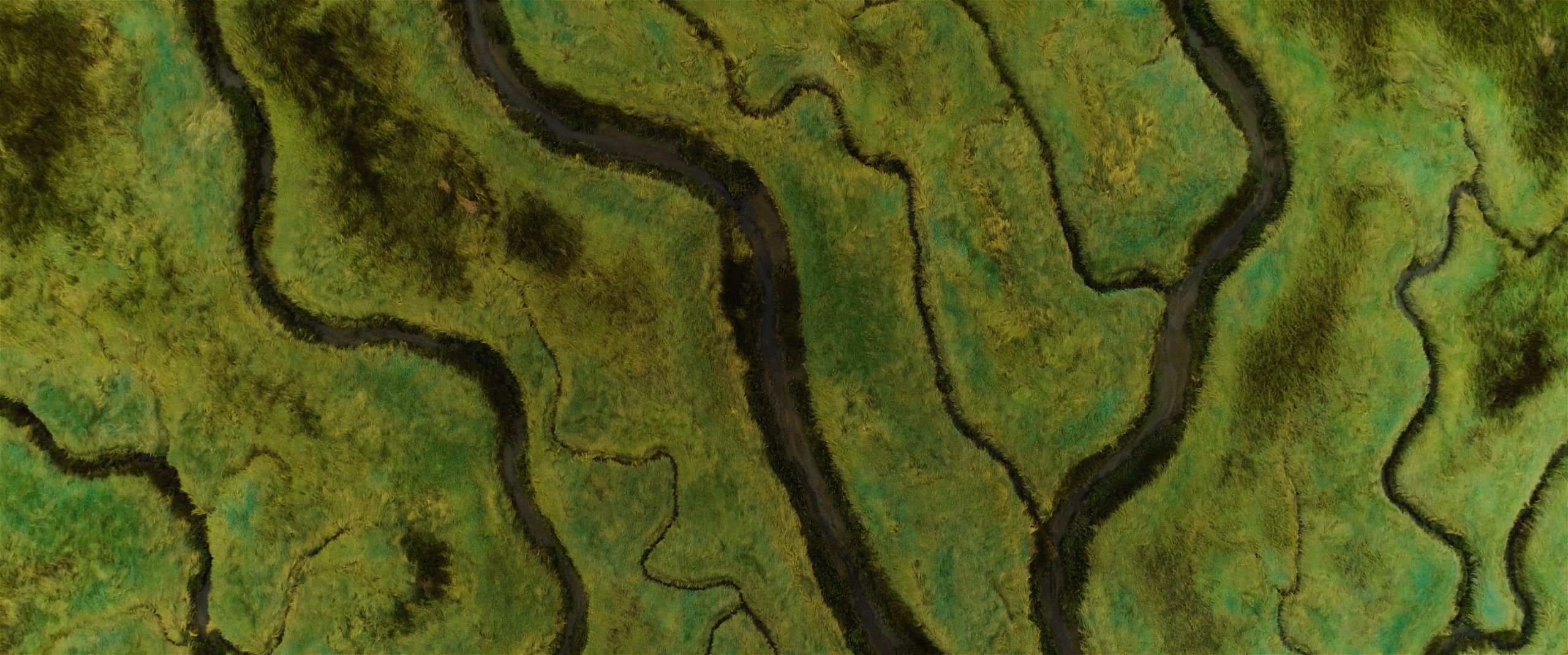 Nioz still from above green