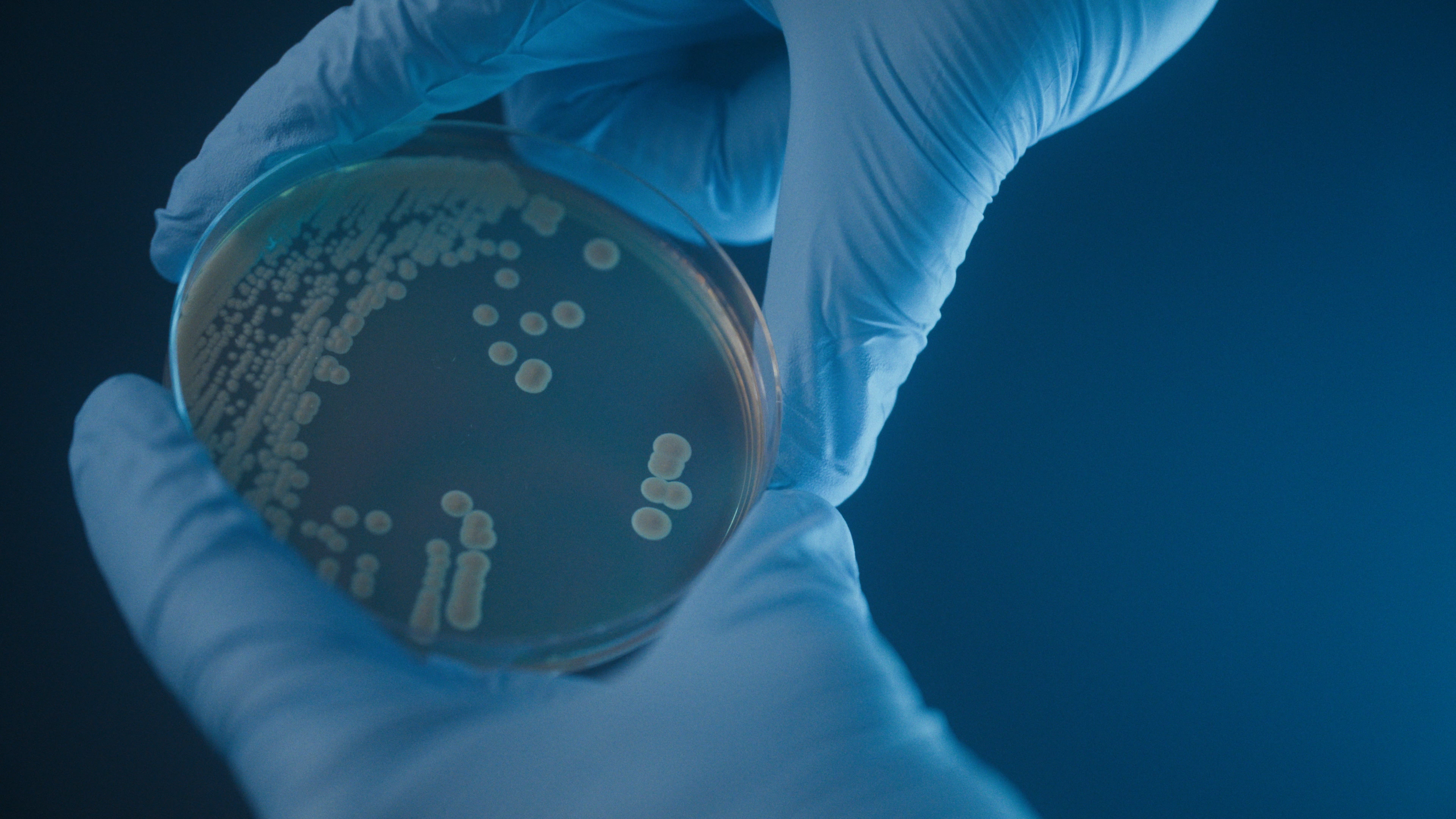 sustainable_cell_factories___fermelanta petri dish