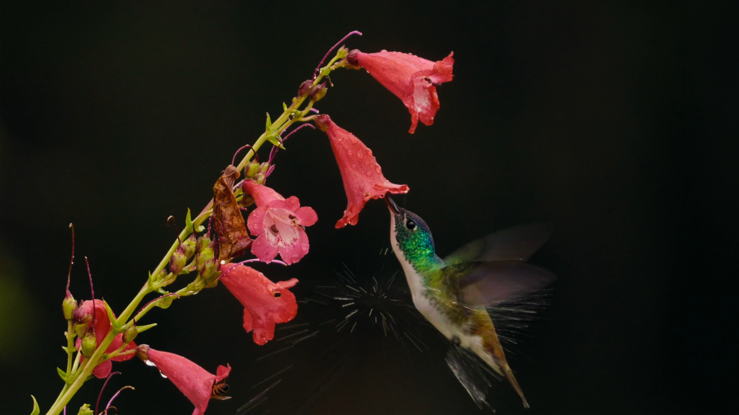 sustainable_cell_factories___fermelanta bird flower