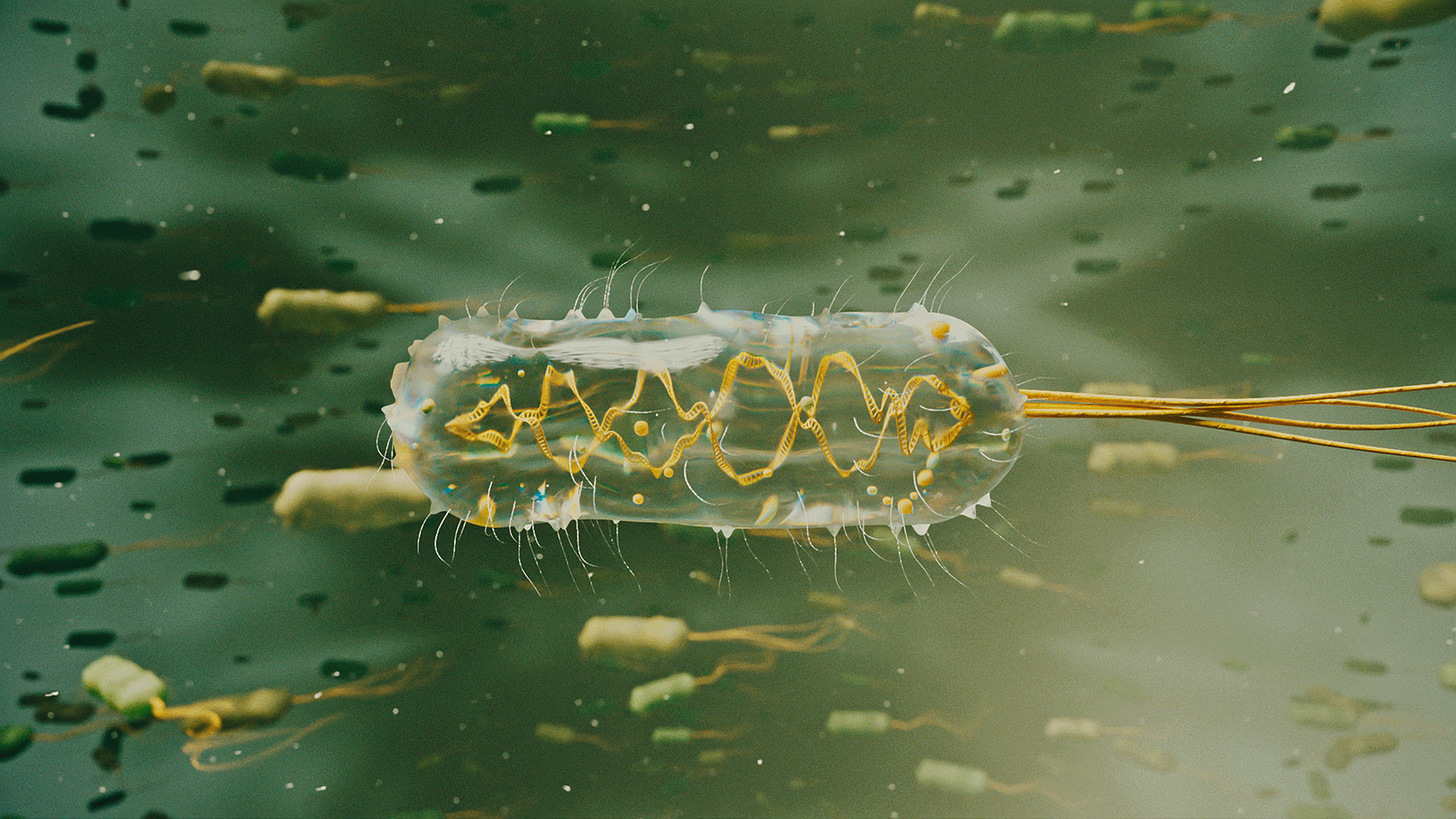 Fermelanta bacteria 3d animation turning transparant glucose