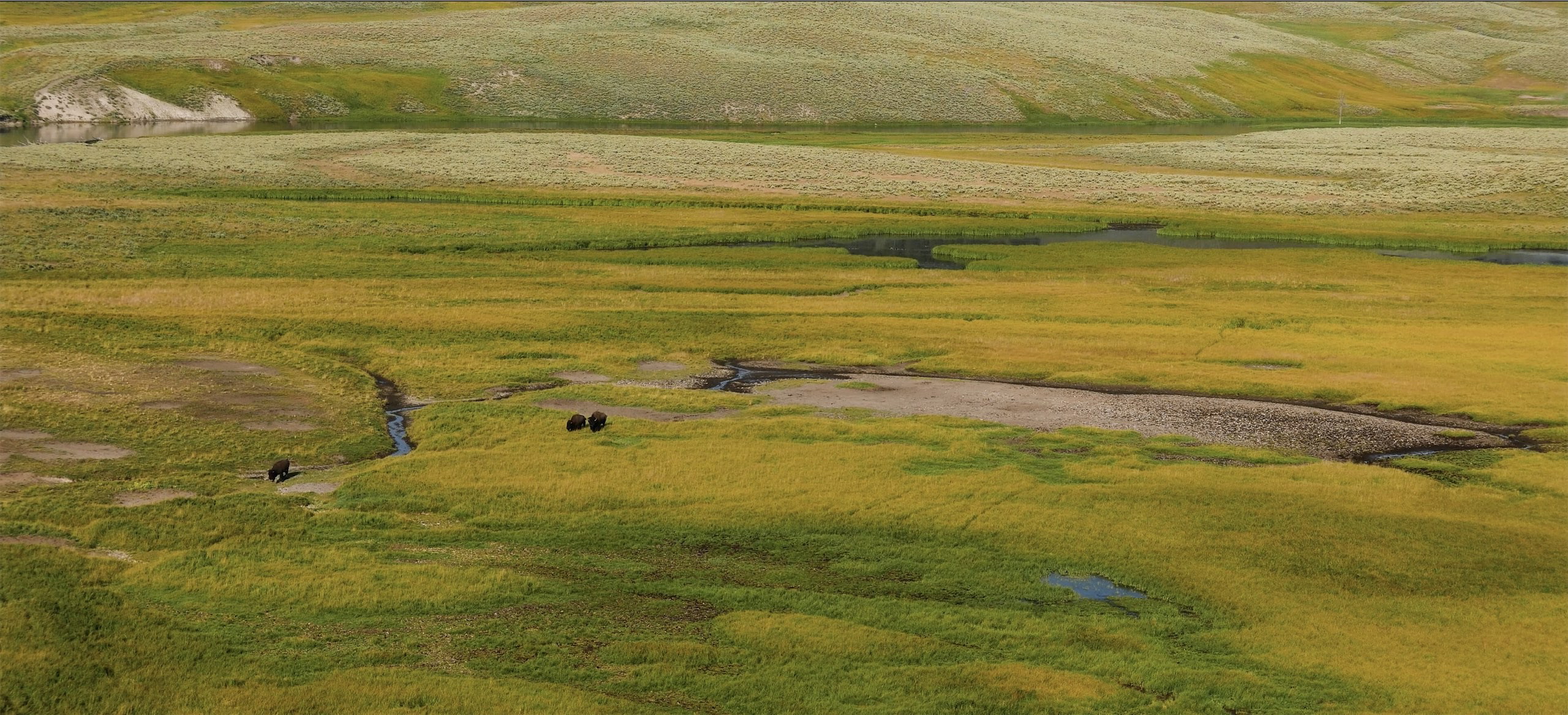 This image shows bisons grazing at Yellowstone National Park 2.jpg