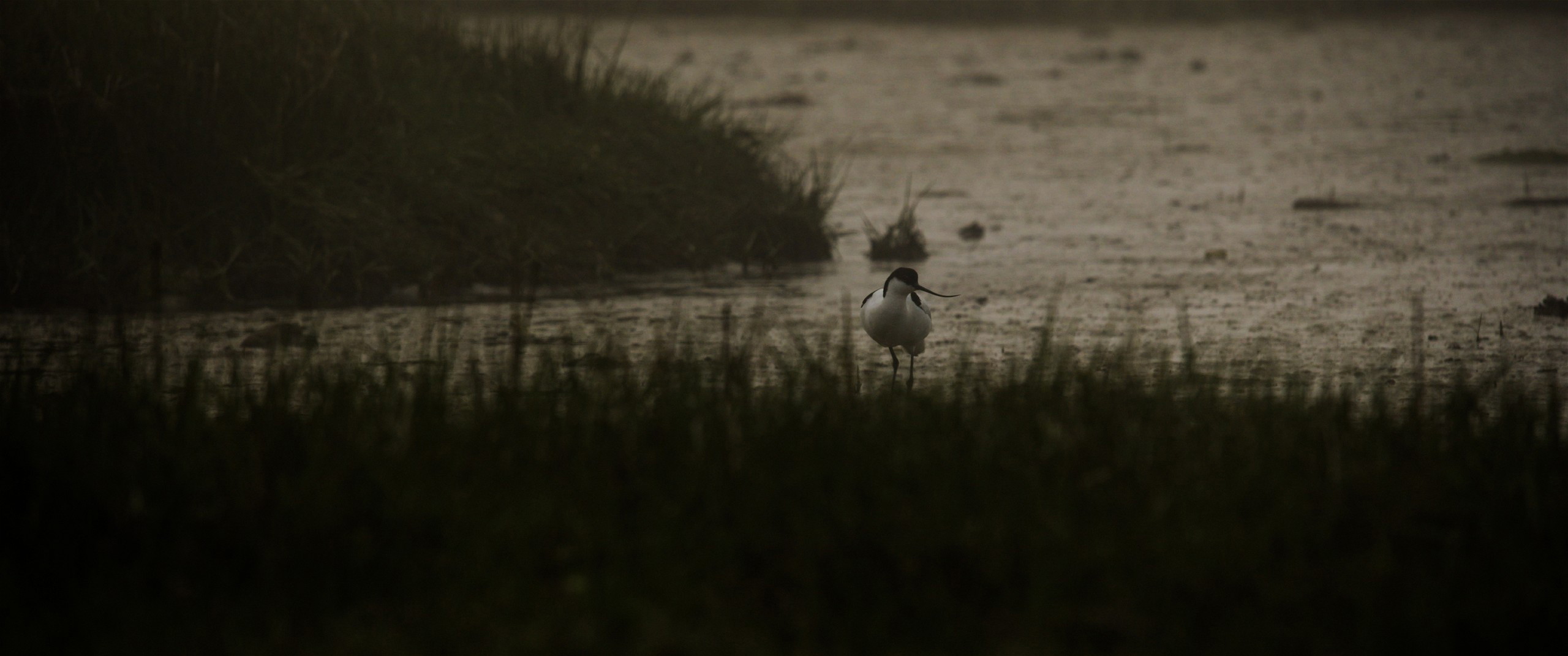 Nioz_Wildlife_birds video shot