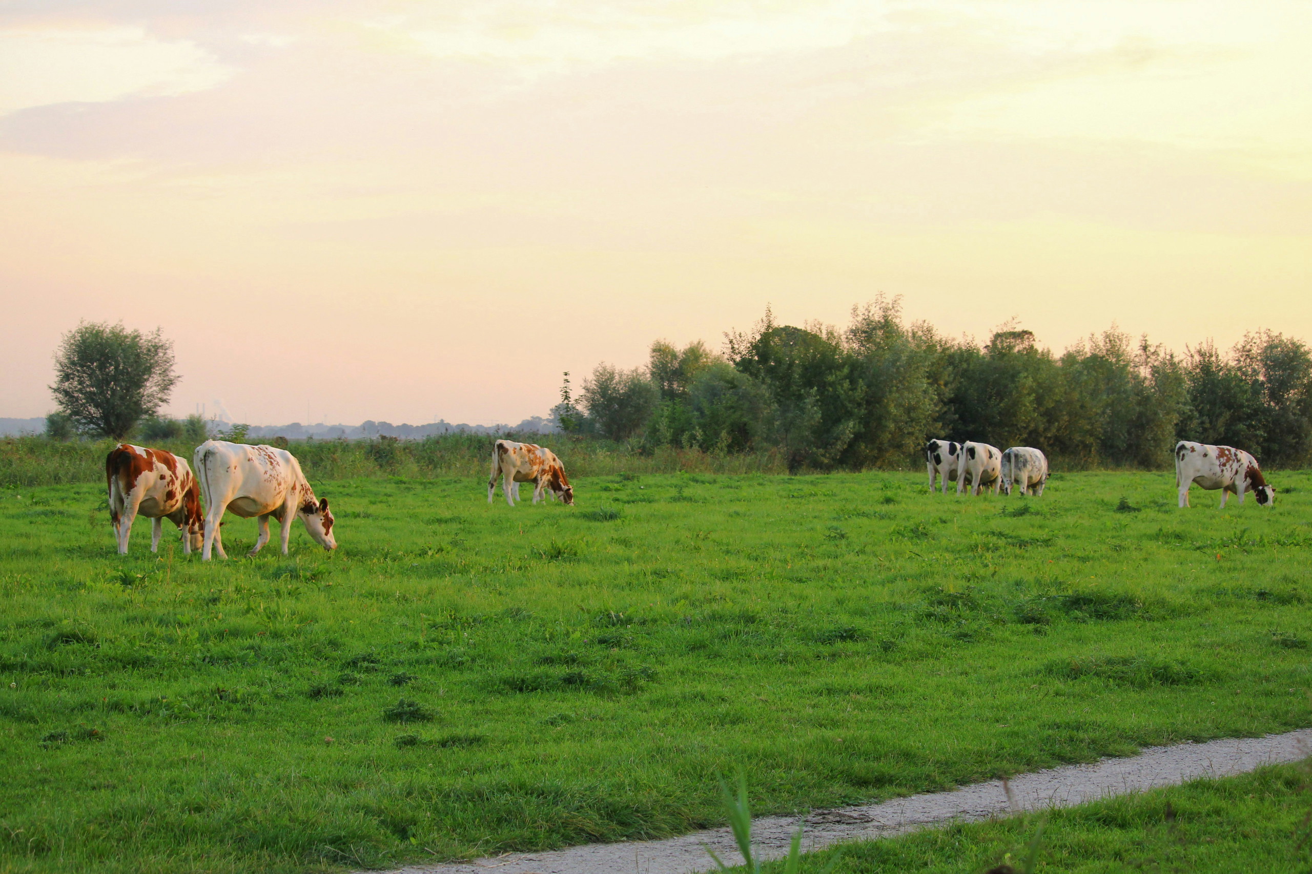 Platteland.jpg
